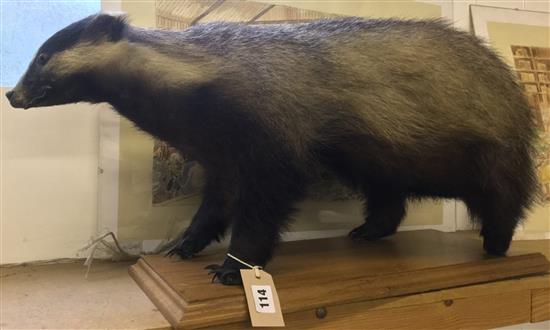 Taxidermy badger